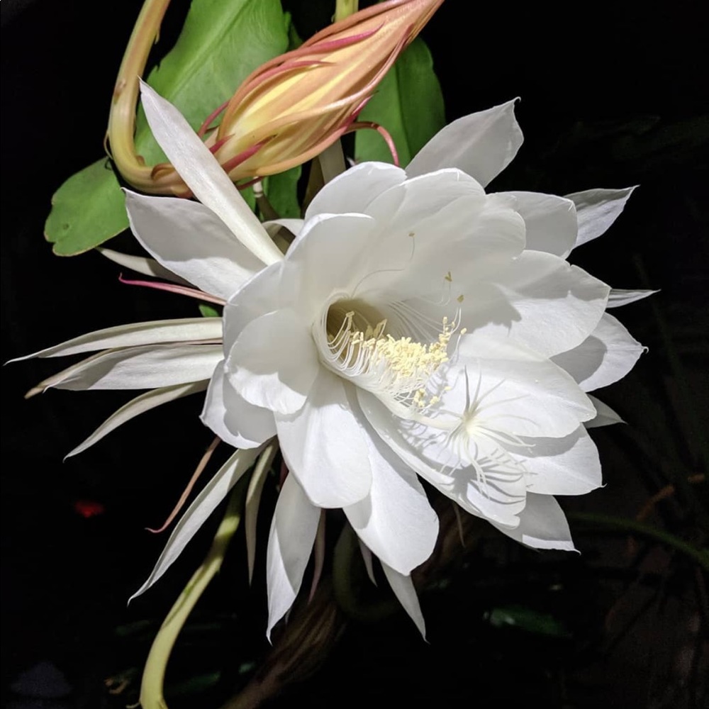 Meet your Posher, Yvonne